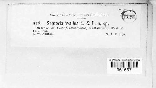 Septoria hyalina image